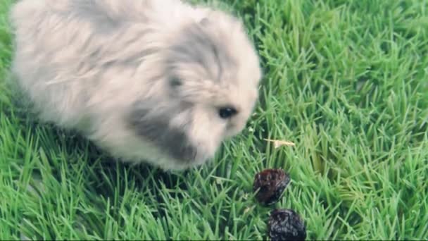 Syrische hamster eten rozijnen — Stockvideo