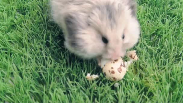 Syrische hamster eten het ei — Stockvideo