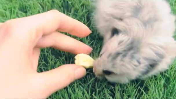 Syrian  hamster eating yolk of  quail egg — Stock Video