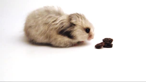 Hamster syrien mangeant des raisins secs — Video