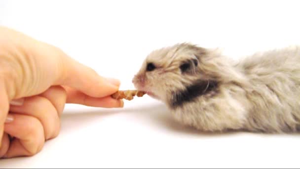 Hamster sírio comendo nozes — Vídeo de Stock