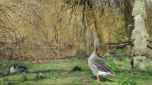Geese in the St. James's Park — Stock Video
