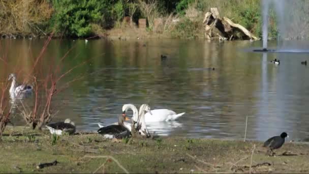 Водоплавних птахів в Сент-Джеймс парк — стокове відео
