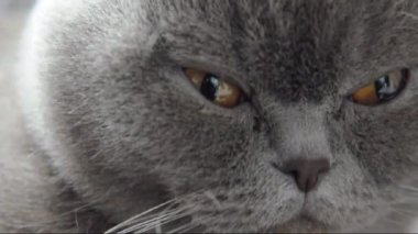 Britanya ile ilgili stenografi Gri kedi