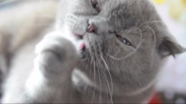 Gri kedi yıkama