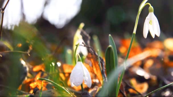 Sneeuwklokjes in voorjaar hout — Stockvideo