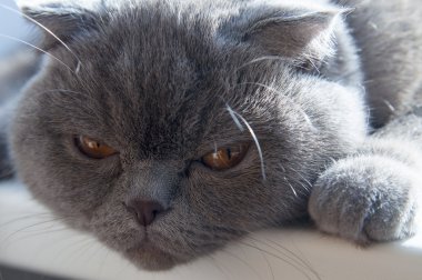 Britanya ile ilgili stenografi Gri kedi