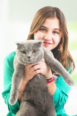 İskoç fold kedi kız