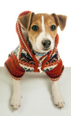 Jack Russell Teriyeri