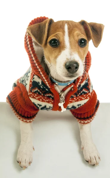 Jack russell terrier — Stockfoto