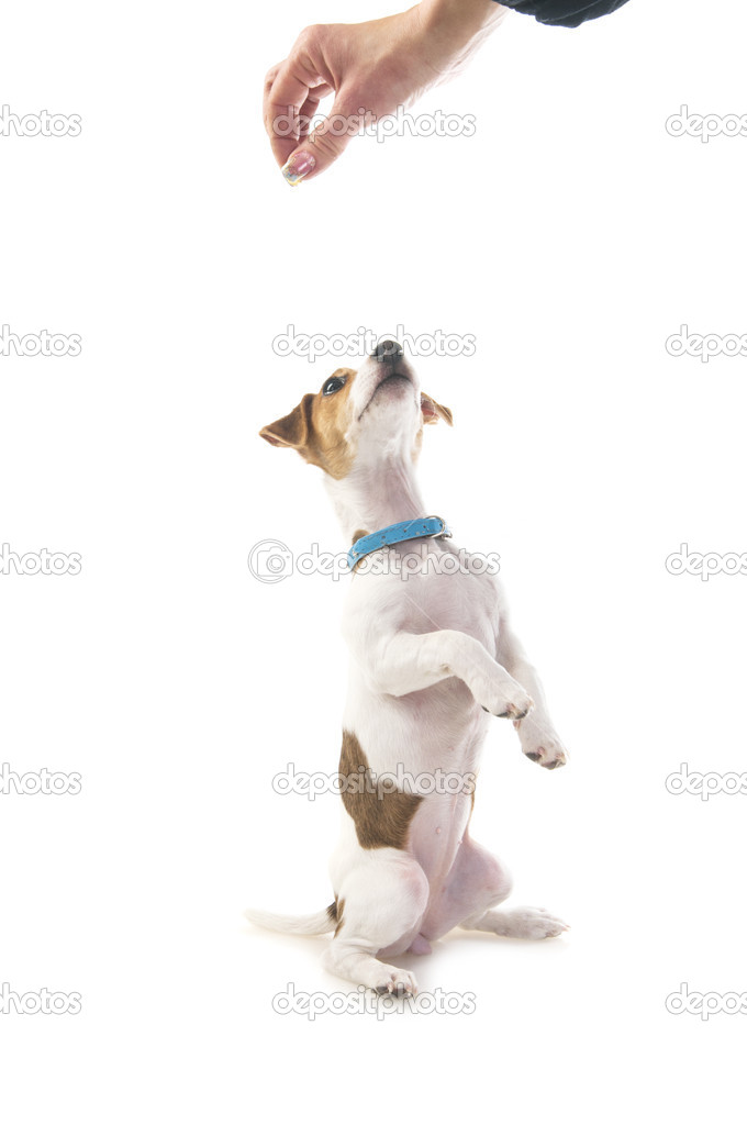 Dog training. Jack Russell Terrier Stock Photo by ©nankaphoto 43377303