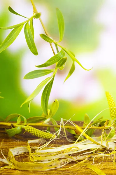 Willow bark — Stock Photo, Image