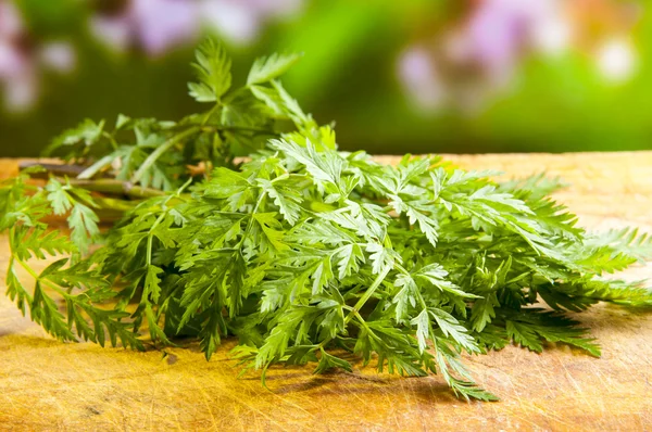 Tuin kervel — Stockfoto