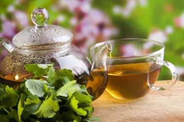 chelidonium çay