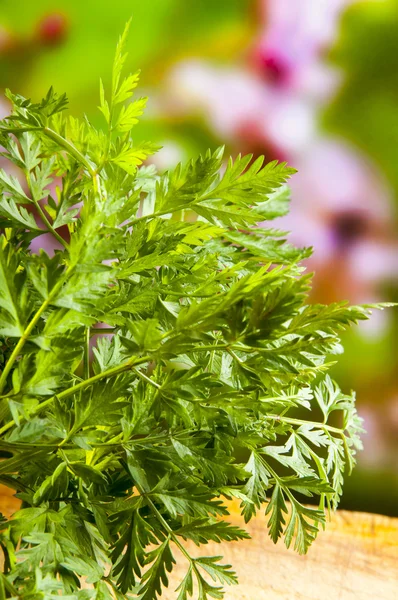 Gartenkerbel — Stockfoto