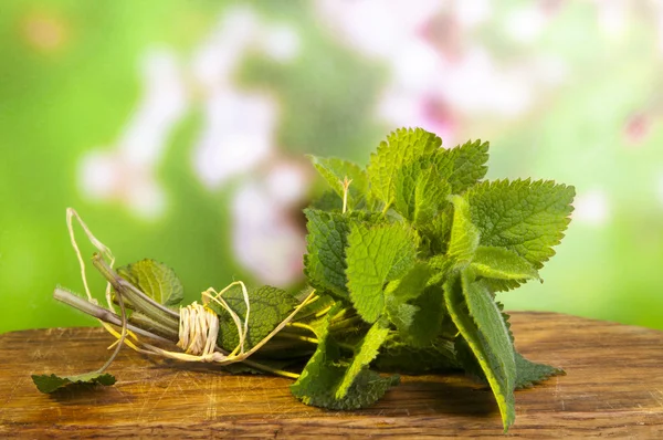 Lamium álbum ortiga — Foto de Stock