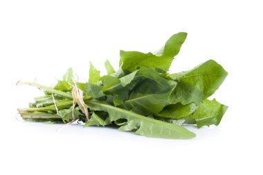 karahindiba yaprakları