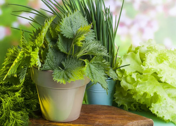 Nässlor i potten och walesiska lök — Stockfoto