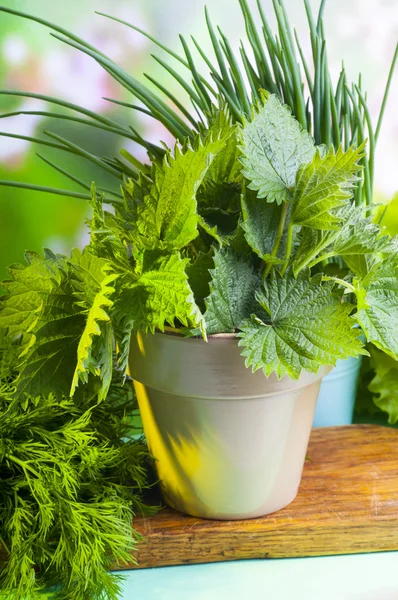 Stinging nettle and welsh onion — Stock Photo, Image