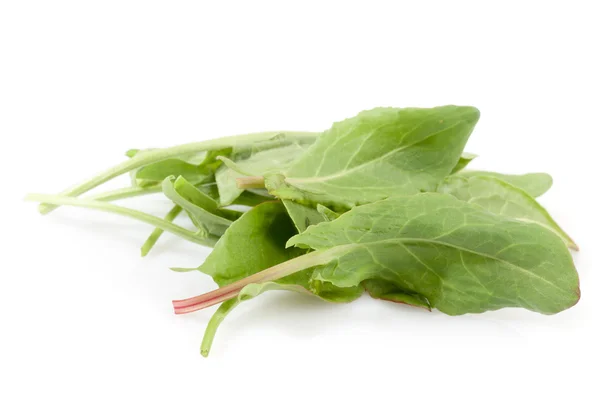 Sorrel — Stock Photo, Image