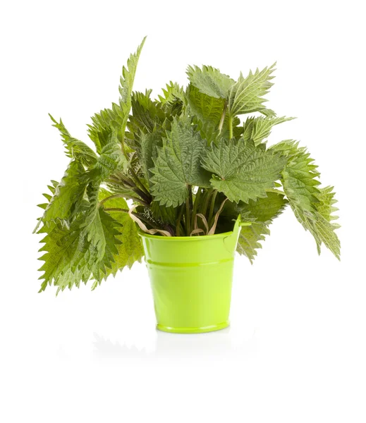 Common nettle — Stock Photo, Image