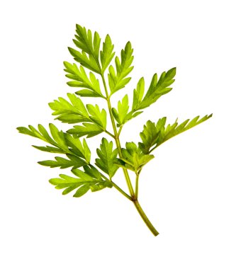 Bahçe Frenk maydanozu