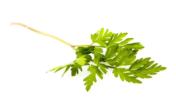 Garden chervil — Stock Photo, Image