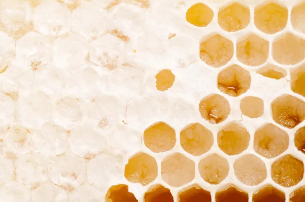 Honeycombs — Free Stock Photo