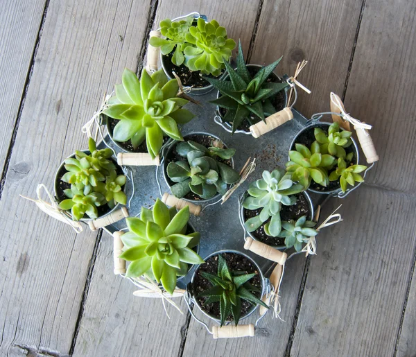 Succulent plants — Stock Photo, Image