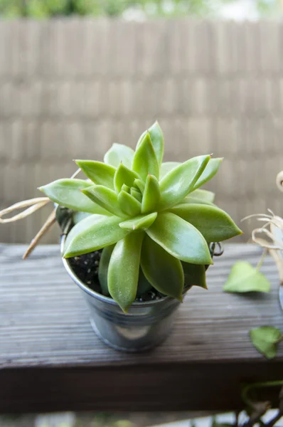Fetbladsväxter i lilla hink — Gratis stockfoto