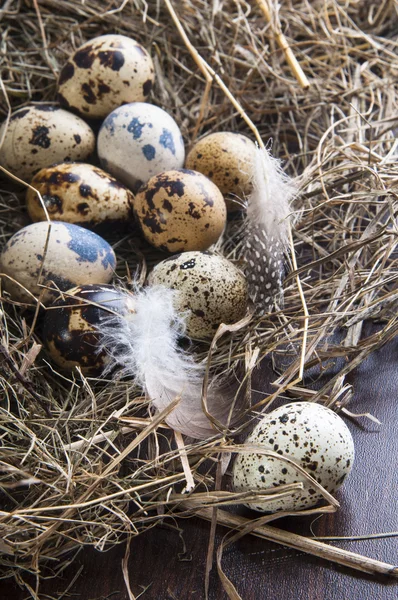 Vaktelägg — Stockfoto