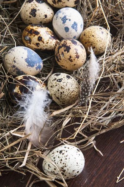 Quail eggs — Stock Photo, Image