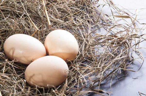 Ägg i boet — Stockfoto