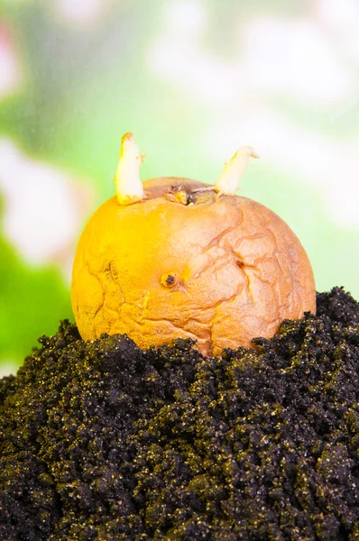 Potato sprouts — Stock Photo, Image