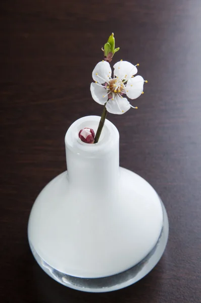Abrikoos bloem — Stockfoto