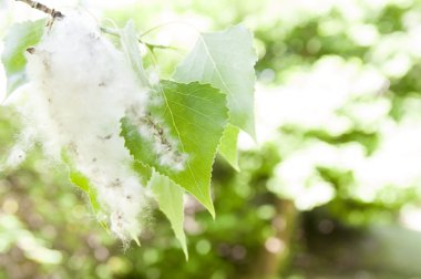 Poplar fluff clipart