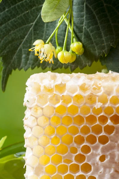 Linden méz fésű — Stock Fotó