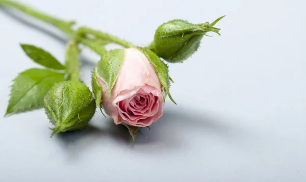 गुलाबी बड सह गुलाबी गुलाब — स्टॉक फोटो, इमेज
