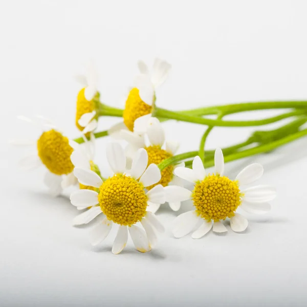 Flores de manzanilla —  Fotos de Stock