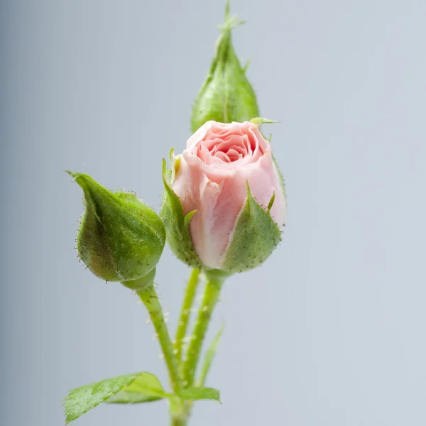 Розовая роза с бутонами — стоковое фото