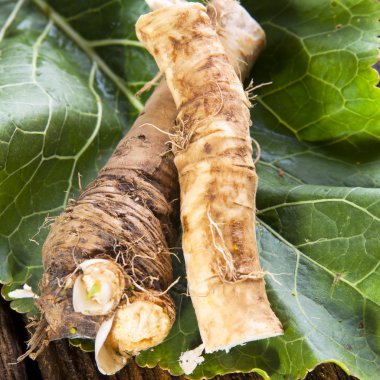 taze horseradish