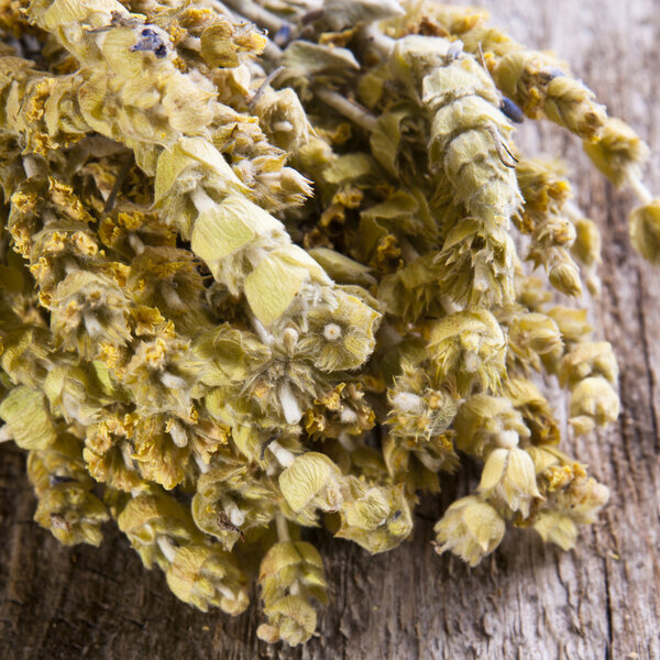 Sideritis taurica flowers