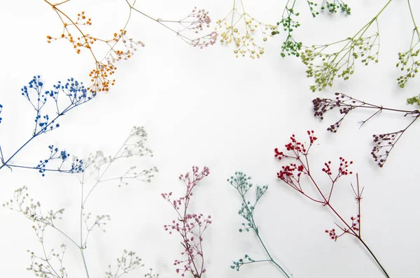 Gypsophila São Conhecidos Comumente Como Respiração Bebê Respiração Bebê Plana — Fotografia de Stock