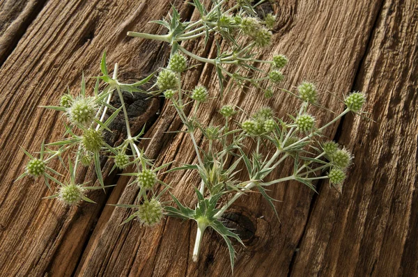 Eryngium Campestre Eryngo Sea Holly Herbal Medicine Treatment Cough Whooping — 스톡 사진