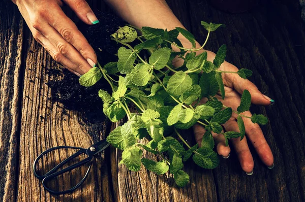 Stängel Mit Grünen Minzblättern Frauenhand Pflanzen — Stockfoto