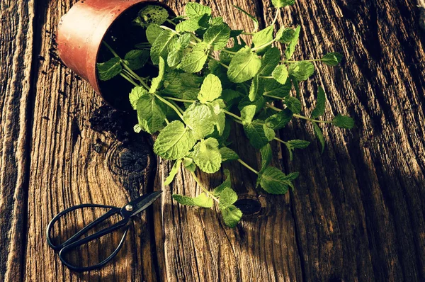 Plantering Hem Gröna Mynta Blad Stammar Trä Bakgrund — Stockfoto