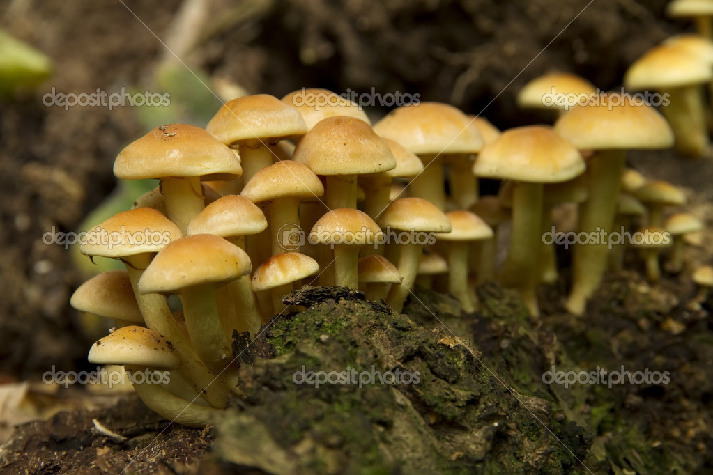 Gelbe Pilze — Stockfoto © vkph64 13260217