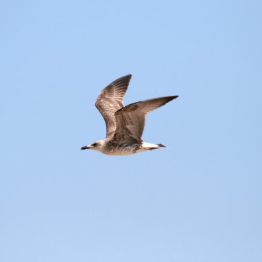 Mavi gökyüzünde uçan martı