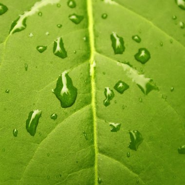 Yeşil yaprak ve su damlaları