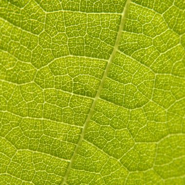 Yeşil üzüm yaprağı makrosu